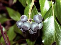 Winter Berries