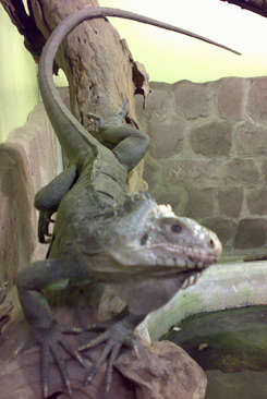 At Chester zoo