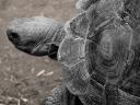 Turtle - showing off Lightboxes