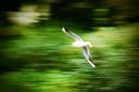 Swan in flight - Vignette added