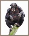 Chimpanzee on a Tree