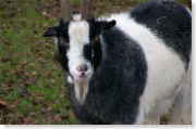 Who are you calling an old goat?