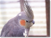 Squawking Insane