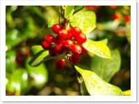 Berries at Stourhead