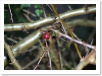 Winter Berries