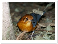 Tropical Bird 2 - Not related to content but there to brighten things up.