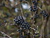 Autumn Berries